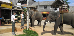 Elephants camp